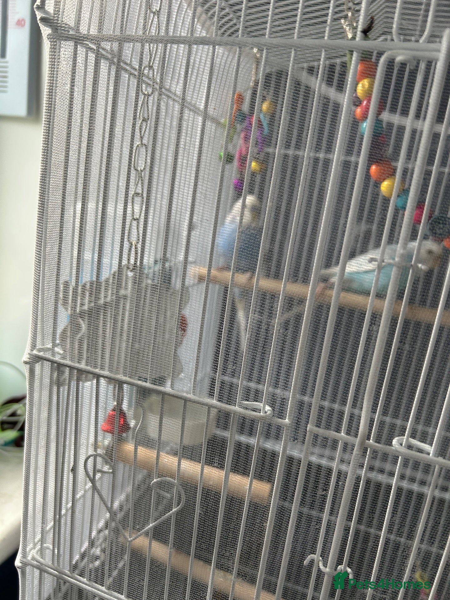 Budgerigars birds Male & Female Budgies looking for a new home! - Advert 1