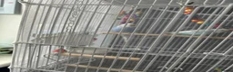 Budgerigars birds for sale: Male & Female Budgies looking for a new home! in Reading - Advert 1