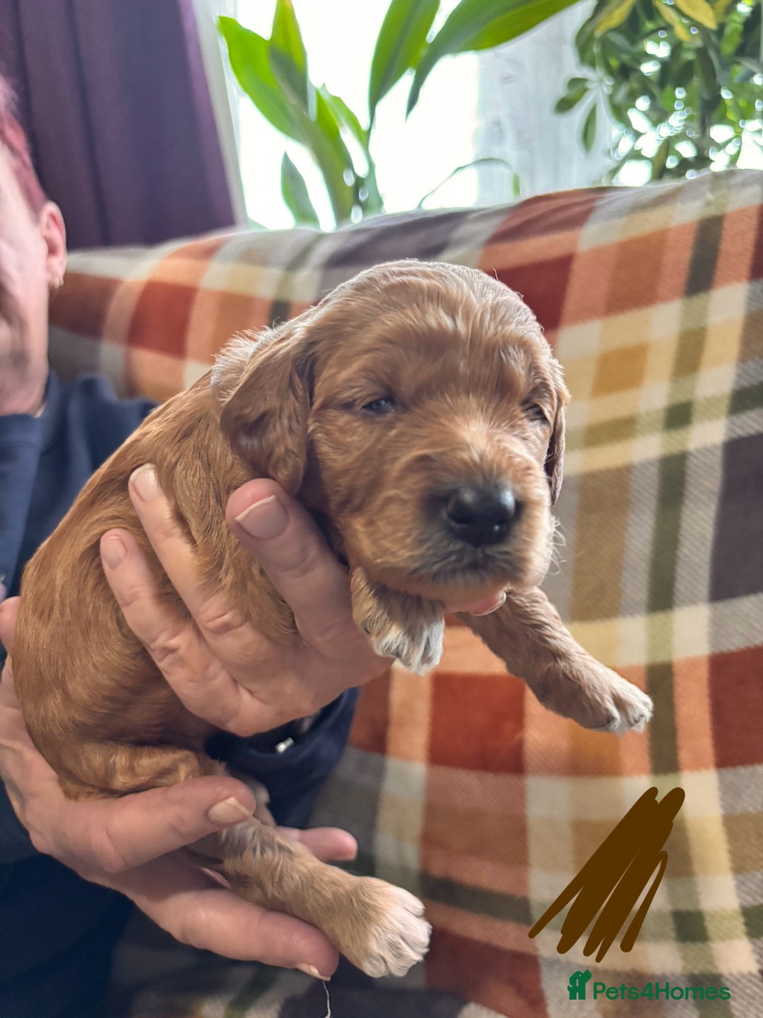 Mini Goldendoodle dogs for sale: ✨Stunning Red/Bronze Golden Doodle Pups ✨ - Advert 8
