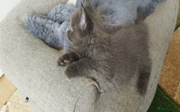 Maine Coon cats for sale: Tica pedigree kittens -ready for reservation  - Image 2