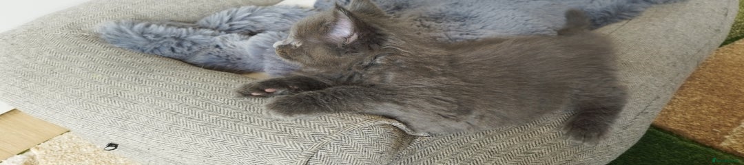 Maine Coon Kitten 1