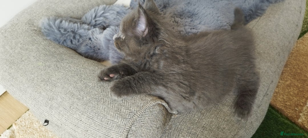 Maine Coon cats for sale: Tica pedigree kittens -ready for reservation  - Image 2