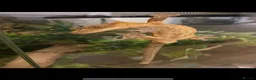 Gecko reptiles for sale: dalmatian crested gecko  in Peacehaven - Advert 2