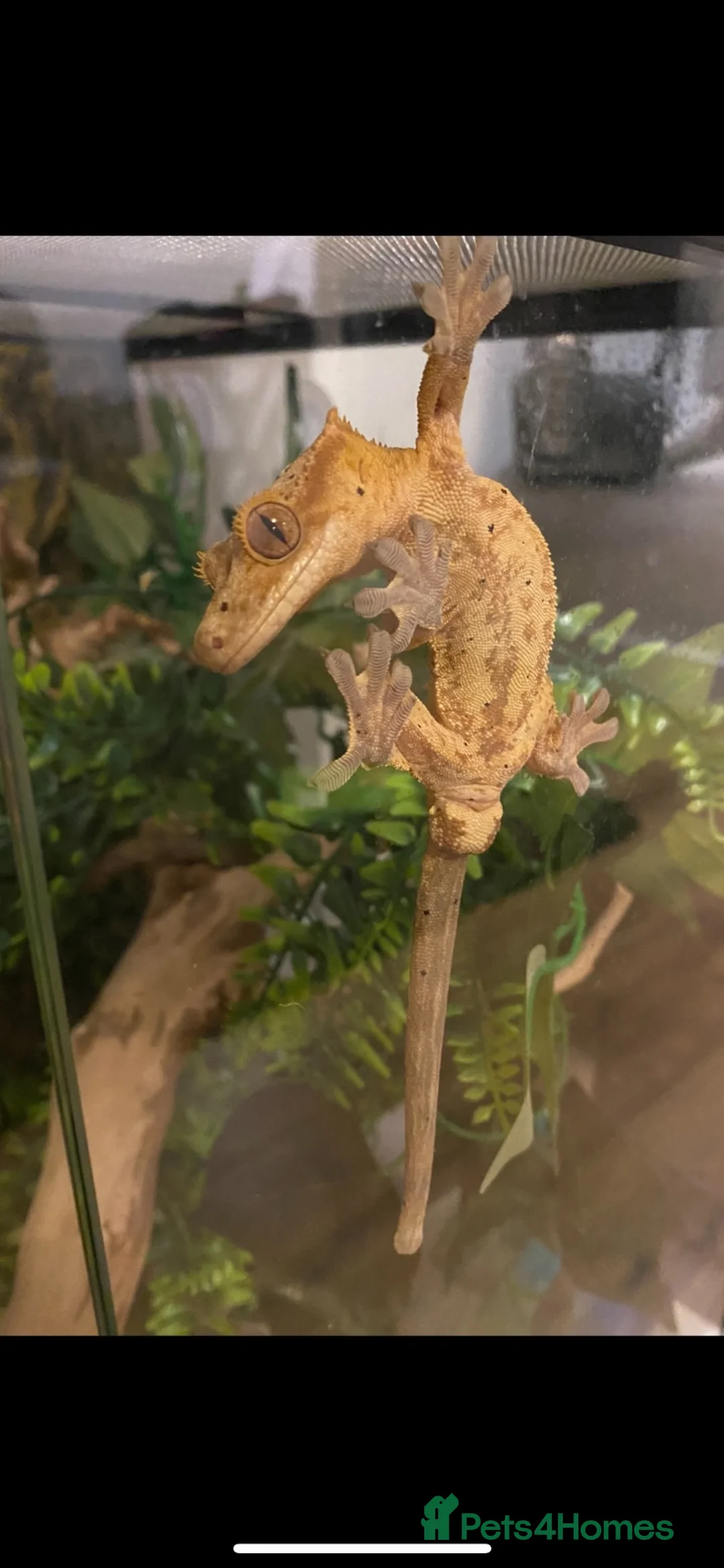 Gecko reptiles for sale: dalmatian crested gecko  in Peacehaven - Advert 2