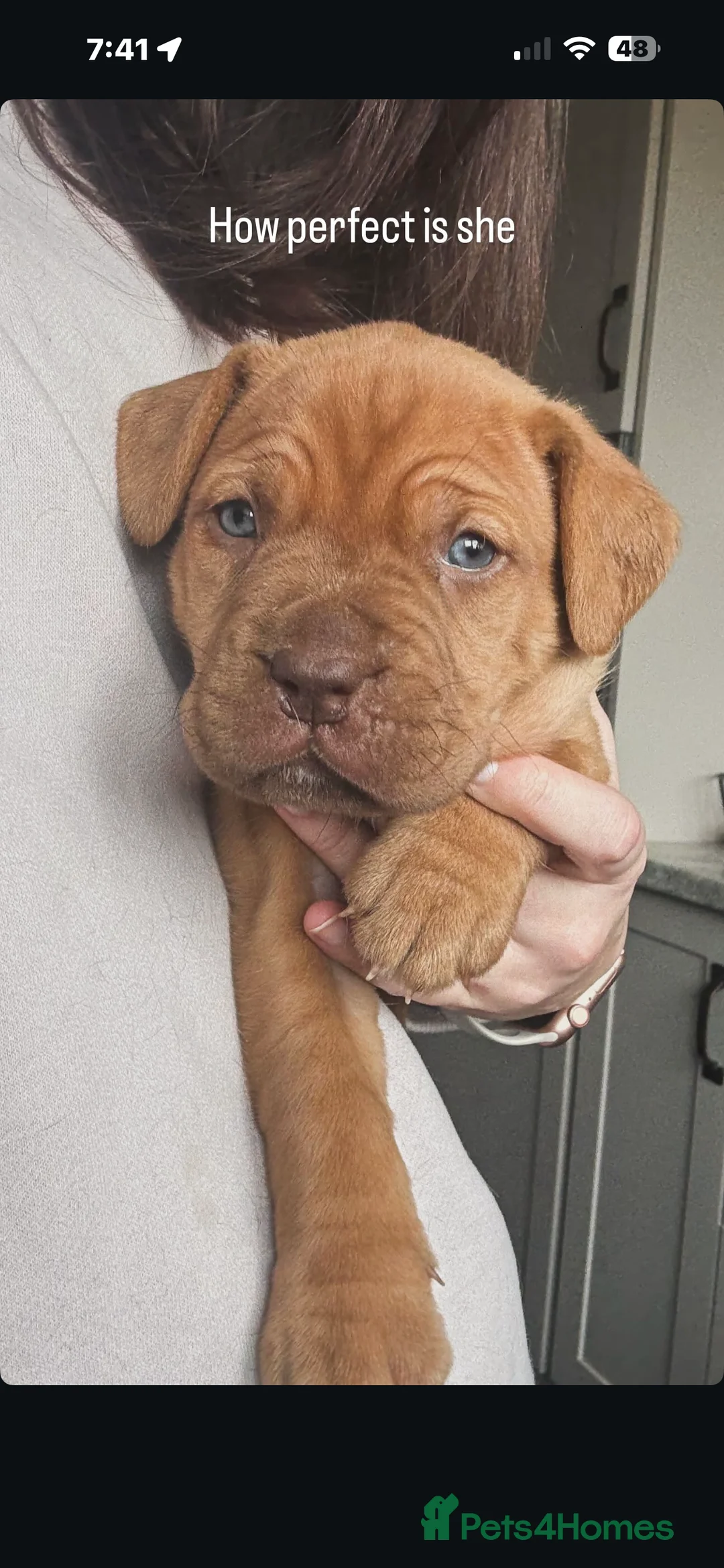 Dogue De Bordeaux dogs for sale: CHAMPION BLOODLINE chunky Dogue de Bordeaux Pup - Advert 32