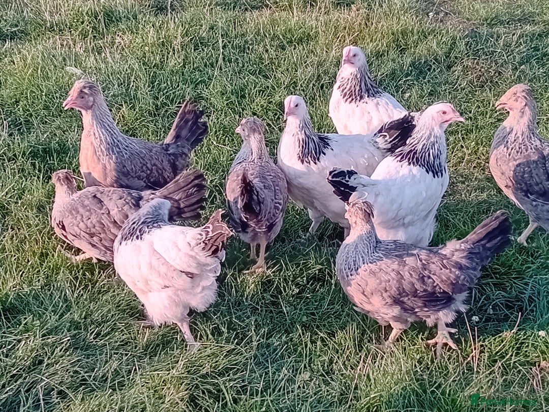 Chickens poultry for sale: Light Sussex and Cream legbar pullets - Image 4