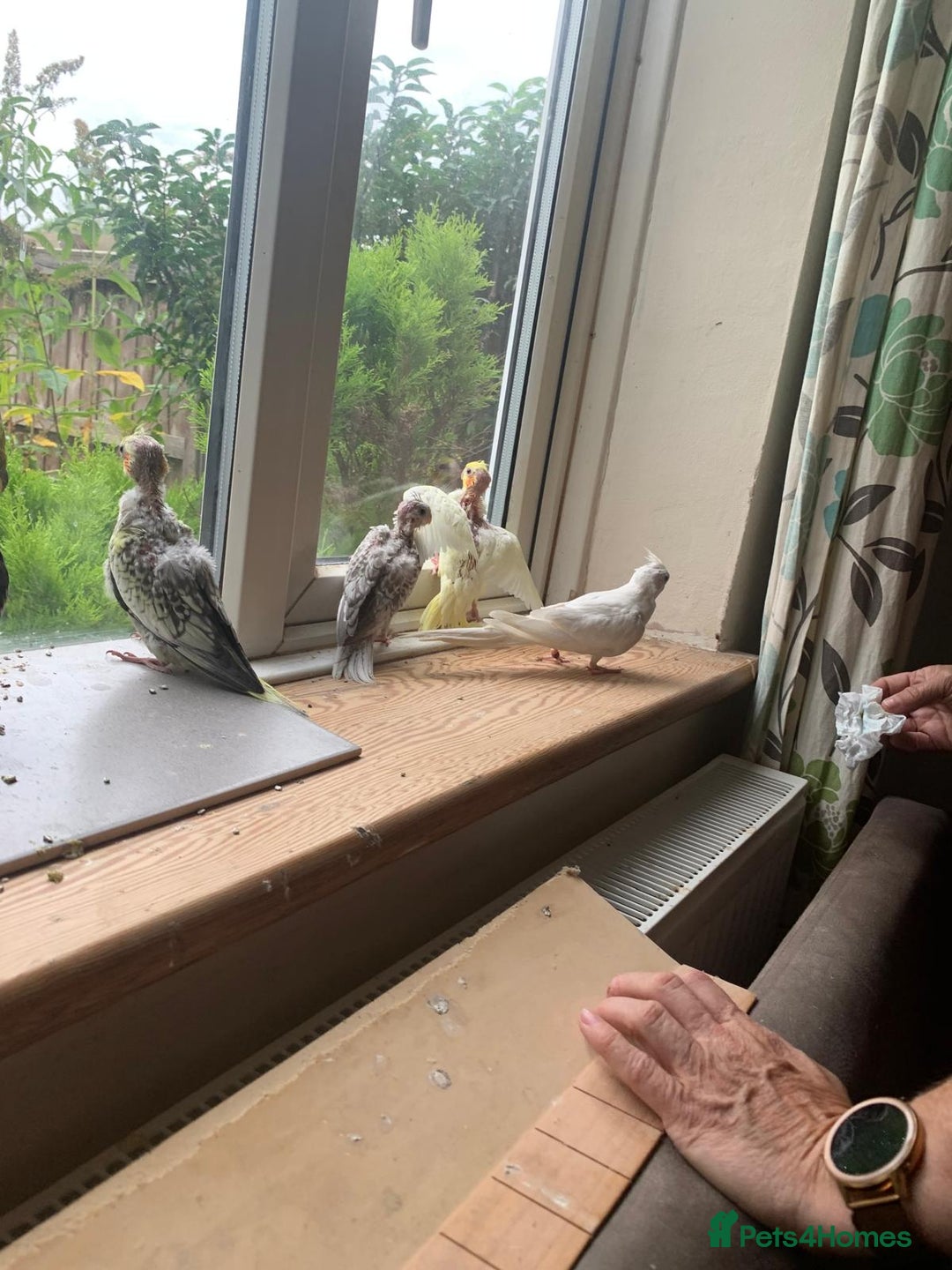 Cockatiels birds for sale: Gorgeous Baby Cockatiels  - Image 12
