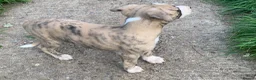 Whippet dogs for sale: WHIPPET - Advert 3