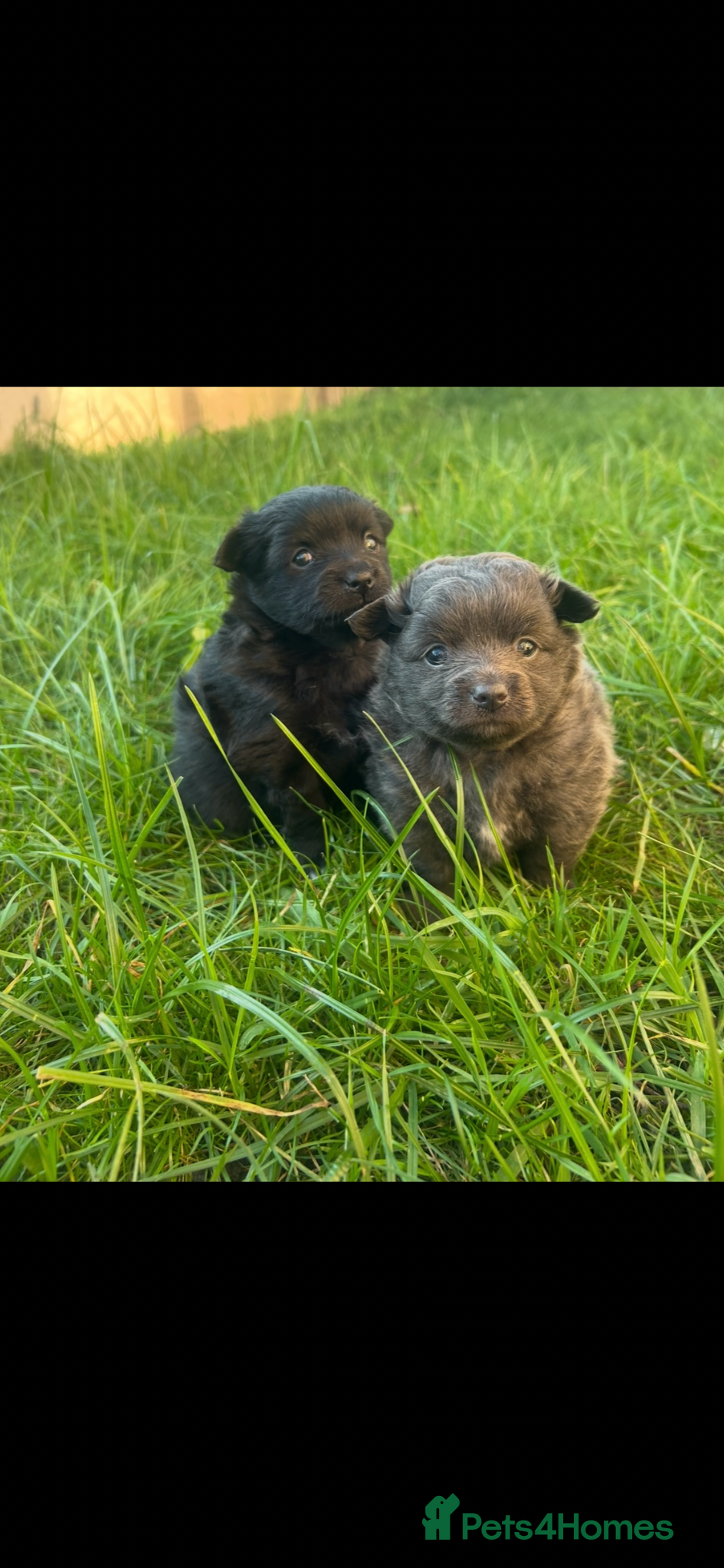 Pomeranian dogs Fox Face Pomeranian Puppies – Ready 2nd April - Advert 11