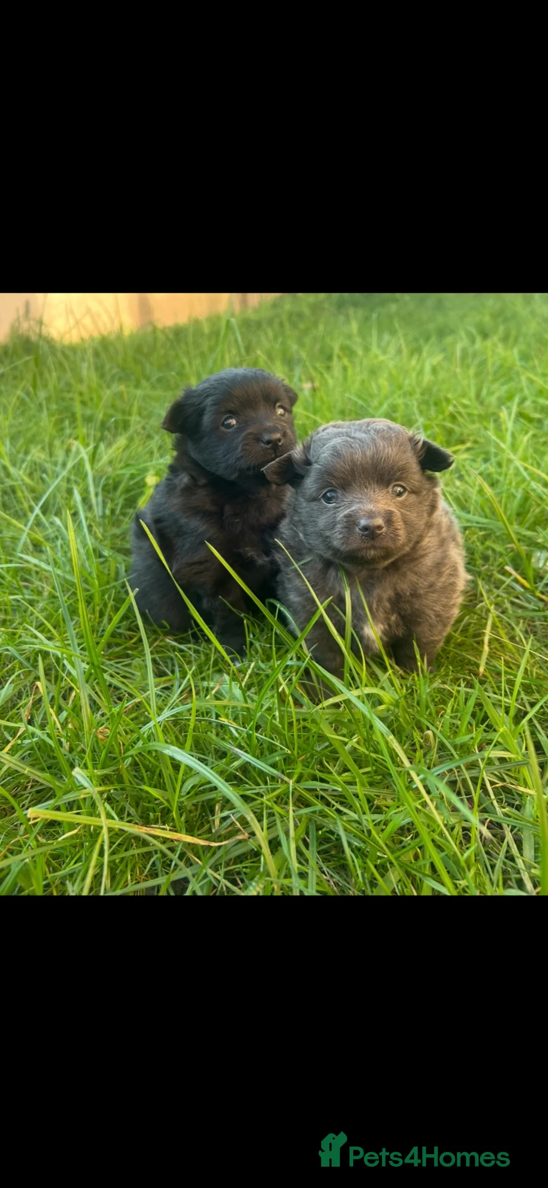 Pomeranian dogs for sale: Fox Face Pomeranian Puppies – Ready 2nd April - Advert 1