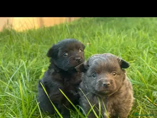 Pomeranian dogs Fox Face Pomeranian Puppies – Ready 2nd April - Advert 11