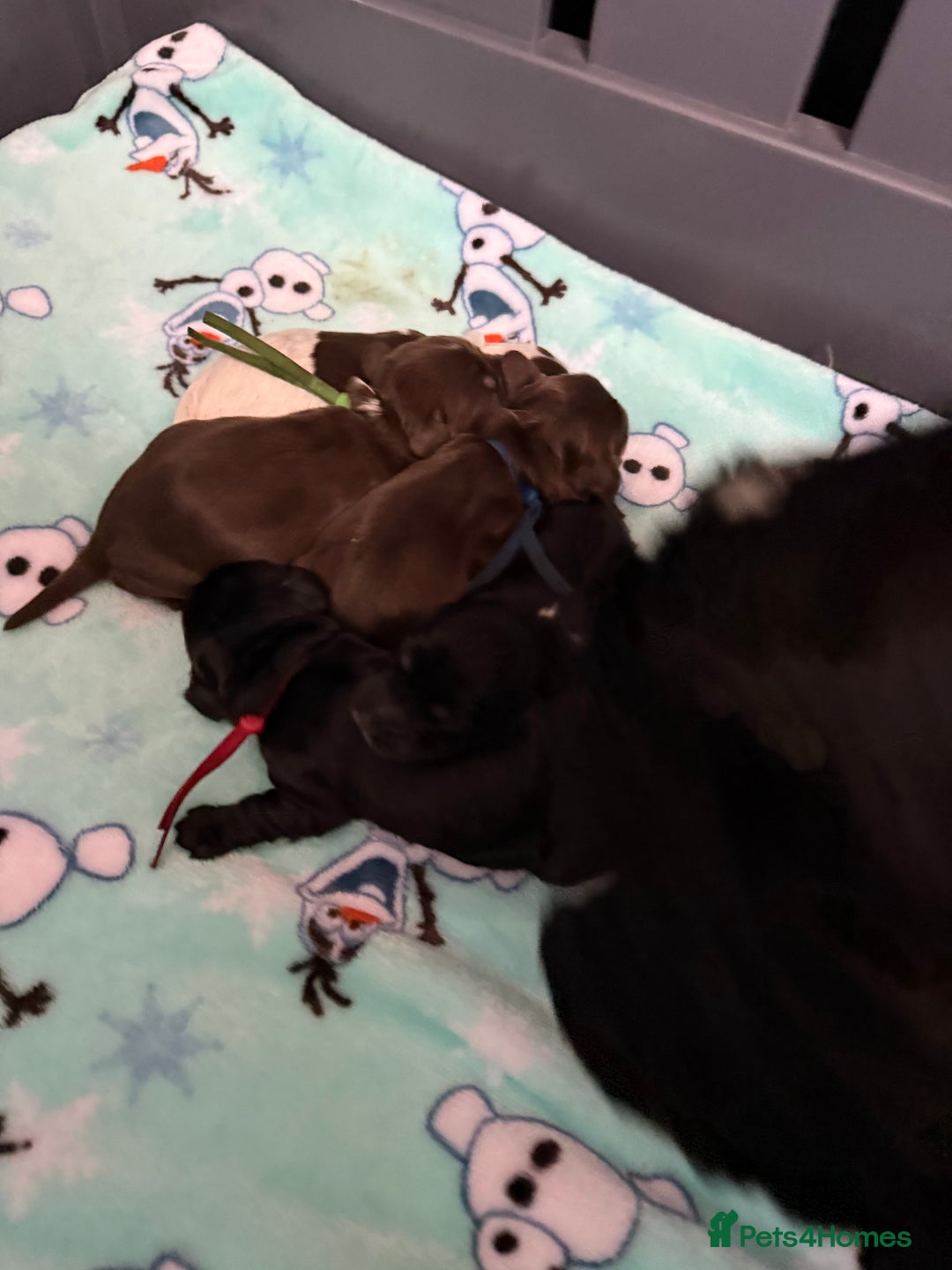 Cocker Spaniel dogs for sale: Show type cocker spaniel pups  - Advert 7