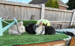 Mini Lop rabbits for sale: Autumn babies - Image 25