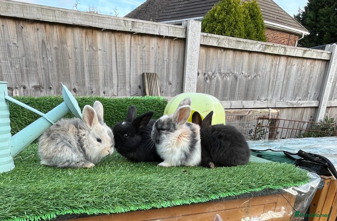 Mini Lop rabbits for sale: Autumn babies - Image 25