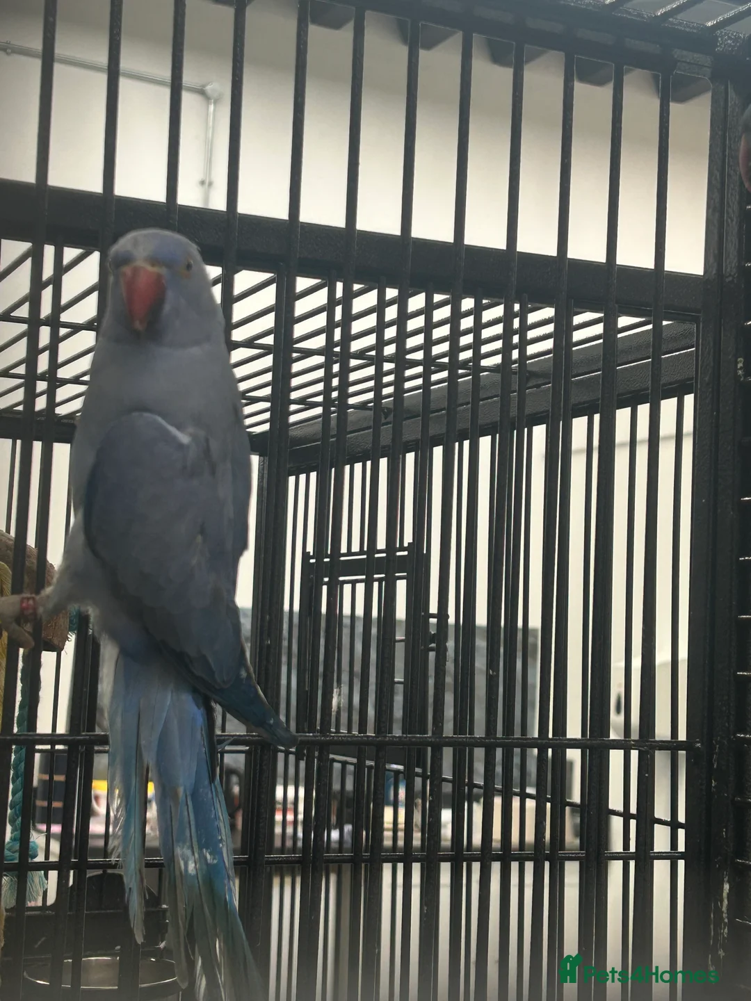 Ringnecks birds for sale: Stunning Various Baby Ringnecks  - Advert 3