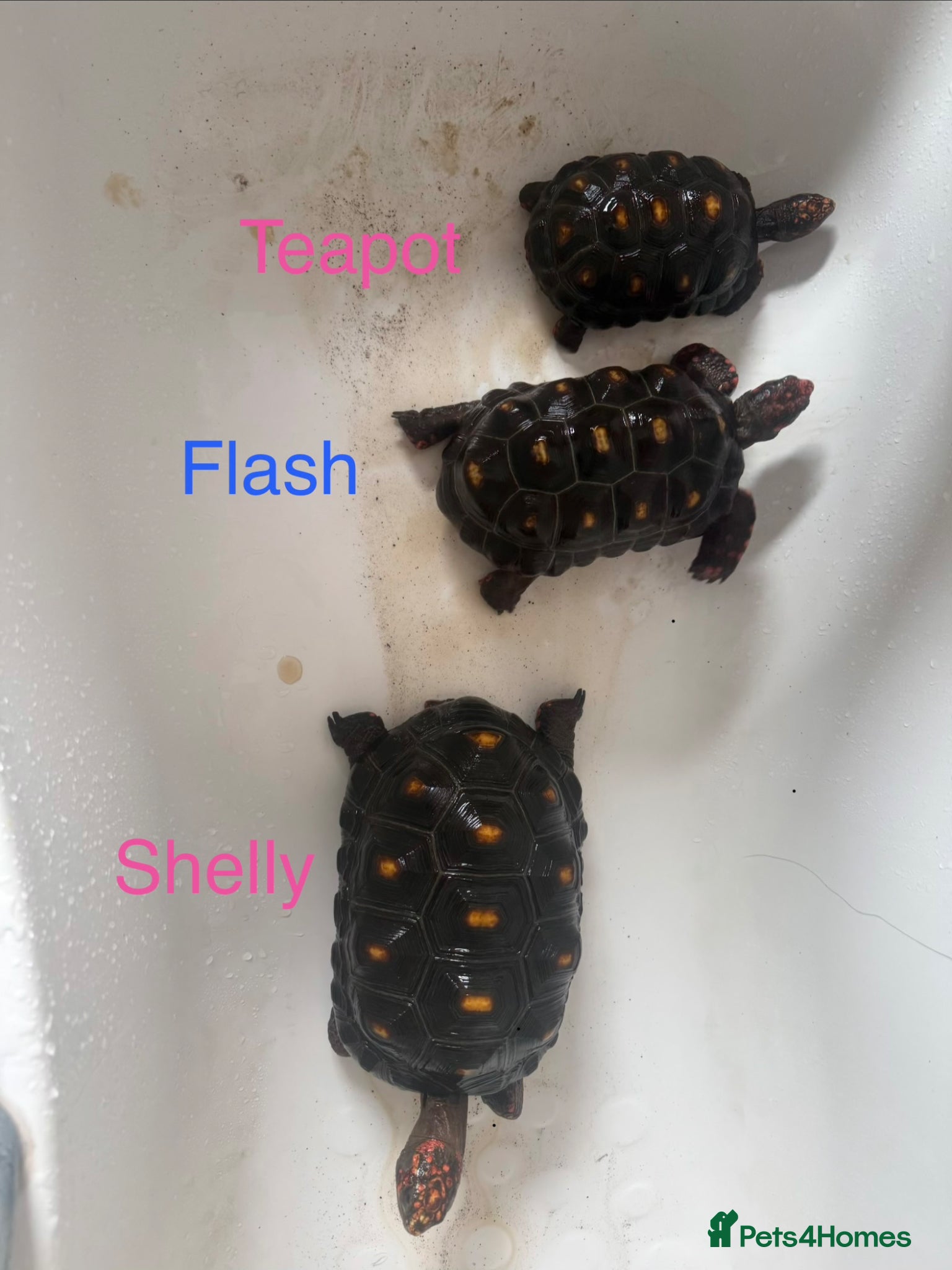 Tortoise reptiles Trio red footed tortoises - Advert 1