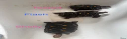 Tortoise reptiles for sale: Trio red footed tortoises - Advert 1