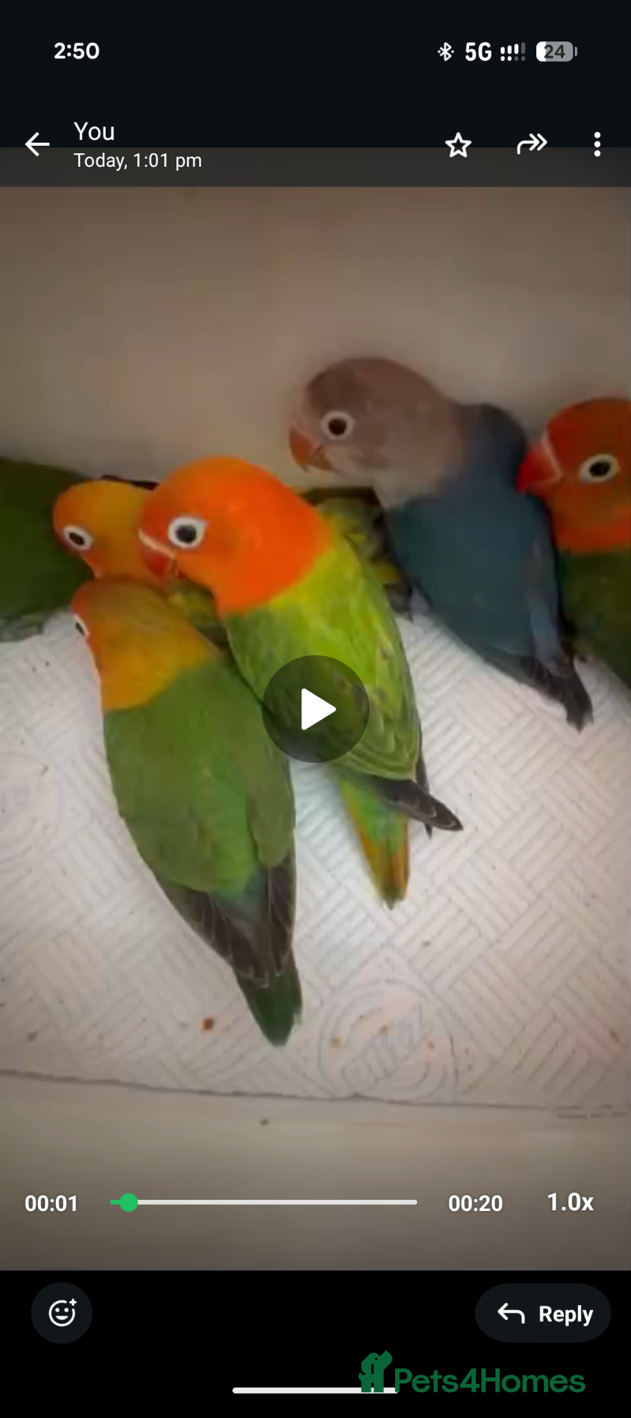 Lovebirds birds Lovebirds 🦜💚 Available | Babies & Breeding Pair - Advert 2