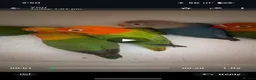 Lovebirds birds for sale: Lovebirds 🦜💚 Available | Babies & Breeding Pair - Advert 2