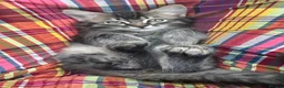 Mixed Breed cats for sale: Stunning bundle of Tiffanie cross kittens in Norwich - Advert 9
