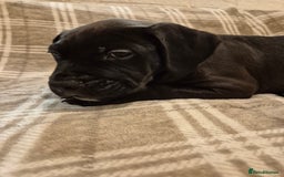 Mixed Breed dogs for sale: Bullmastiff x puppies 🐶  - Advert 30