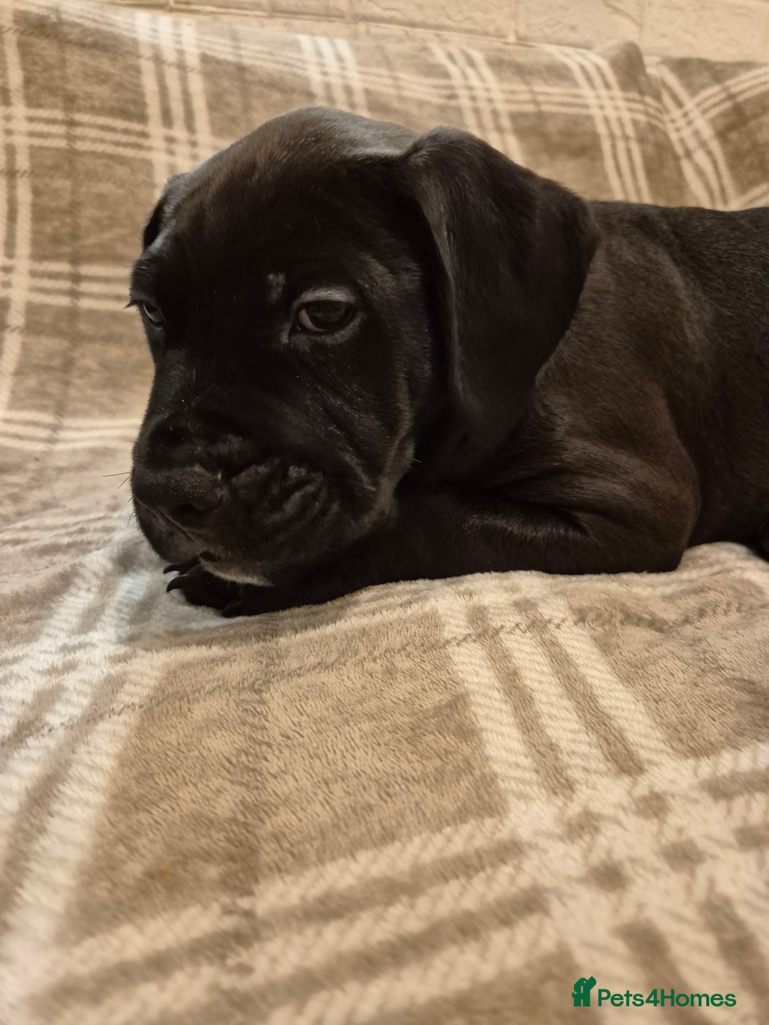 Mixed Breed dogs for sale: Bullmastiff x puppies 🐶  - Advert 30