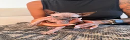 Sphynx cats for sale: Tica registered sphynx kittens  - Advert 18