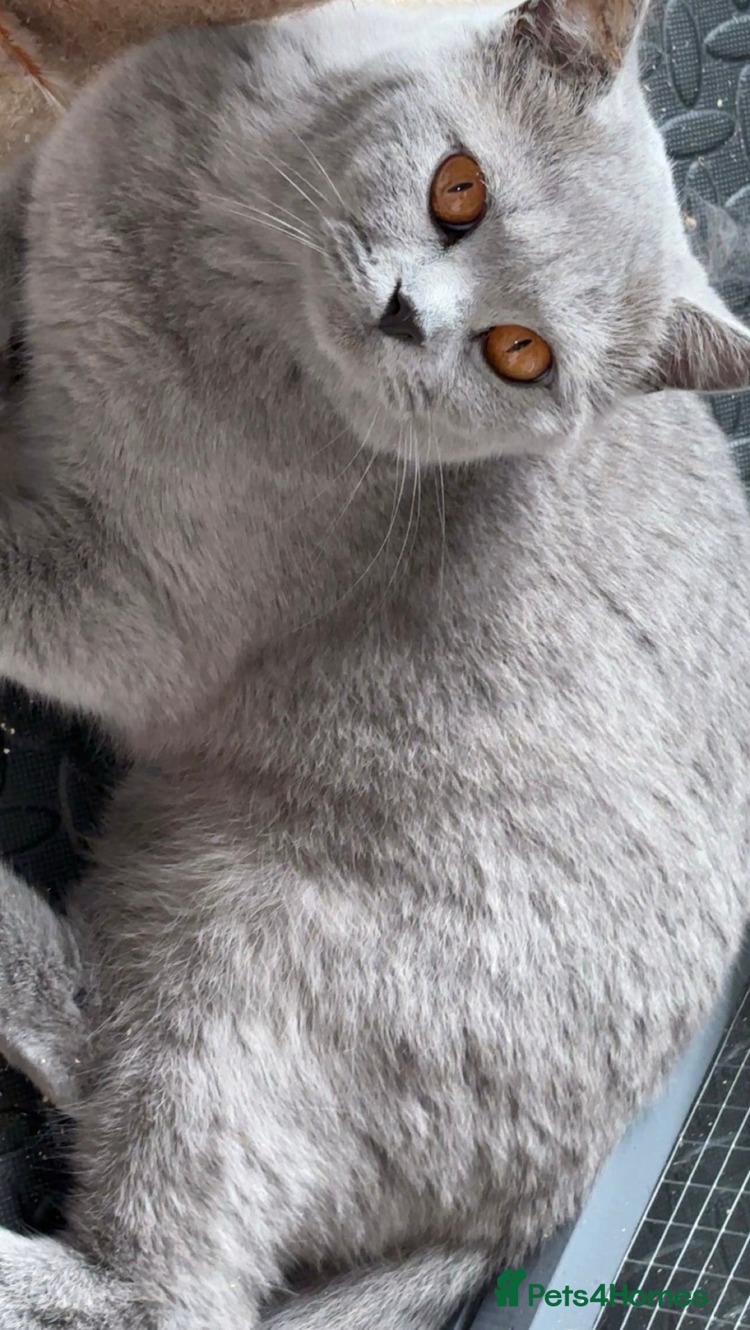 British Shorthair cats for sale: Show Quality British Shorthair - Advert 2