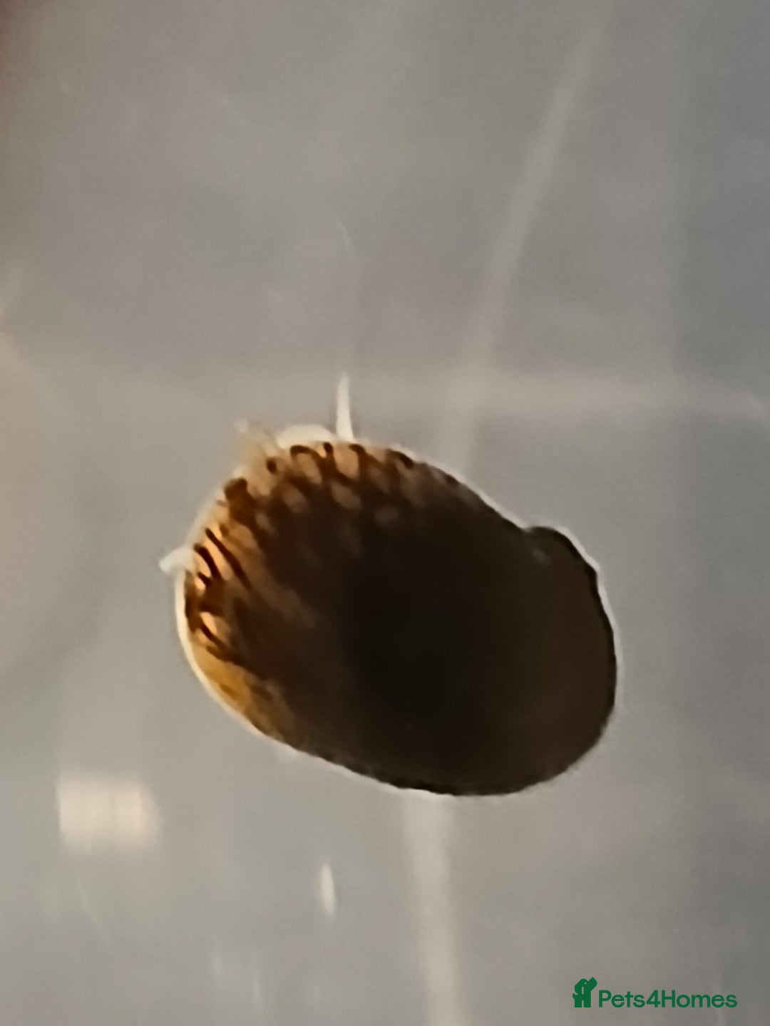 Snails fish for sale: Nerite snails true fresh water - Image 1