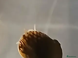 Snails fish Nerite snails true fresh water - Advert 1