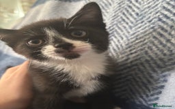 Mixed Breed cats for sale: Domestic cats  - Image 1