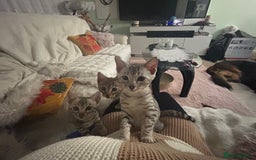 Bengal cats for sale: Bangal Kittens  - Image 29