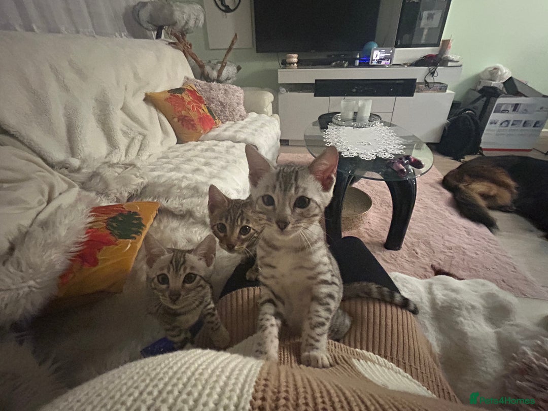 Bengal cats for sale: Bangal Kittens  - Image 29