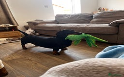 Dachshund dogs for sale: Standard Dachshund- Rehoming - Image 3
