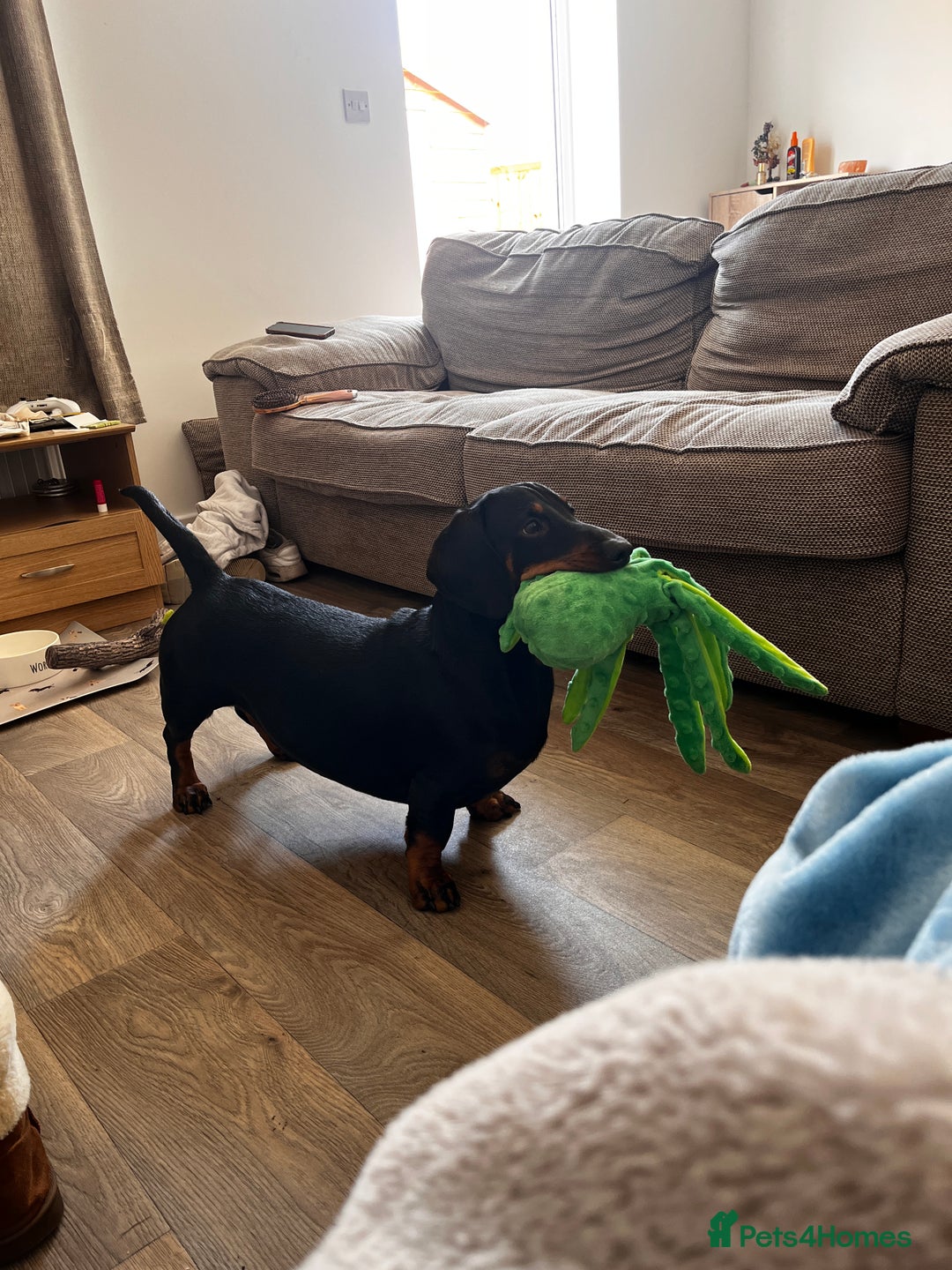 Dachshund dogs for sale: Standard Dachshund- Rehoming - Image 3