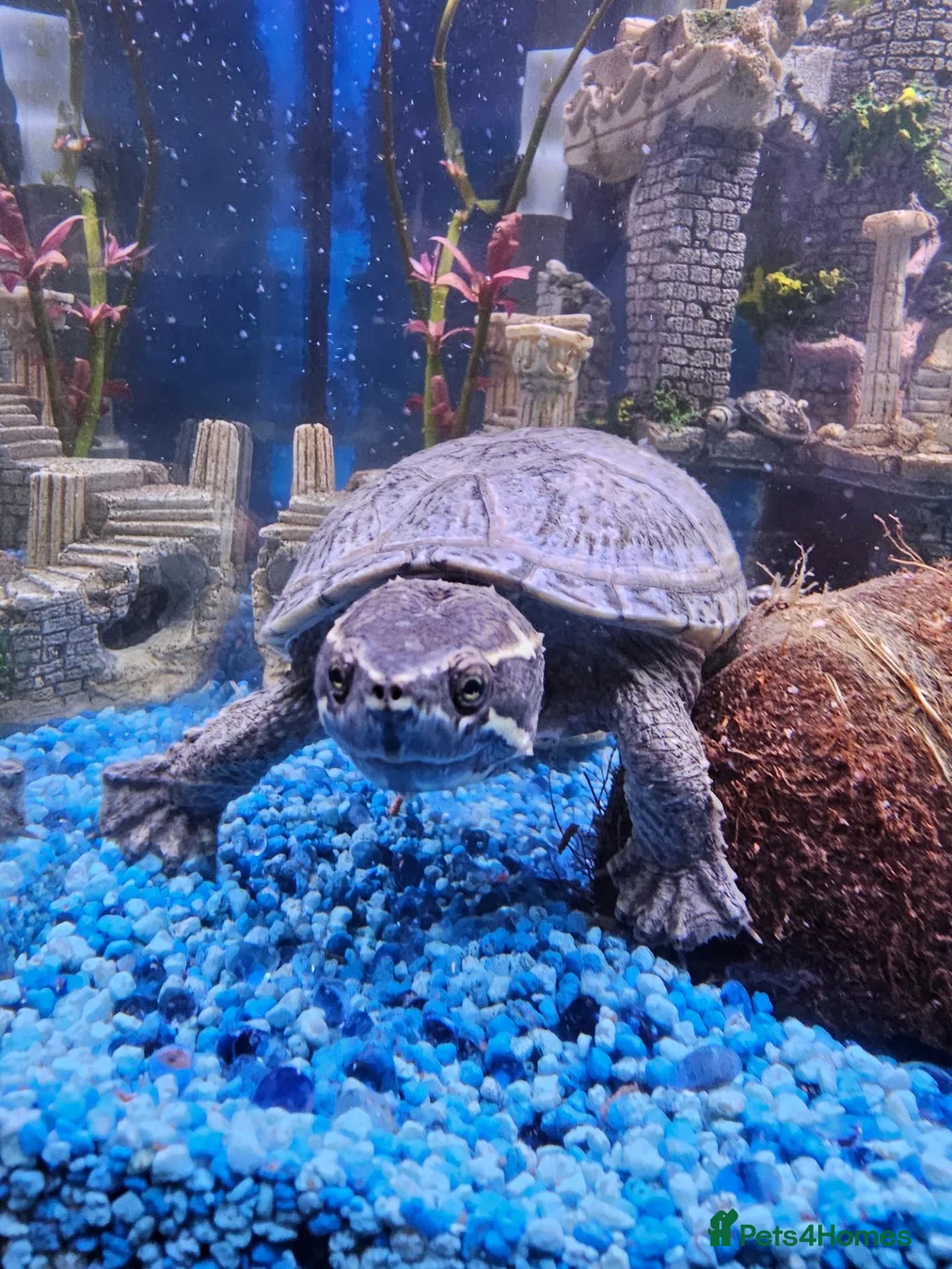 Turtle reptiles for sale: Musk Turtle, incl fish, tank/aquarium + equipment. - Advert 2