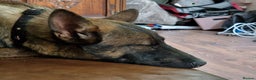 Mixed Breed dogs for sale: Sadly have to rehome a beautiful Malinois X - Advert 8