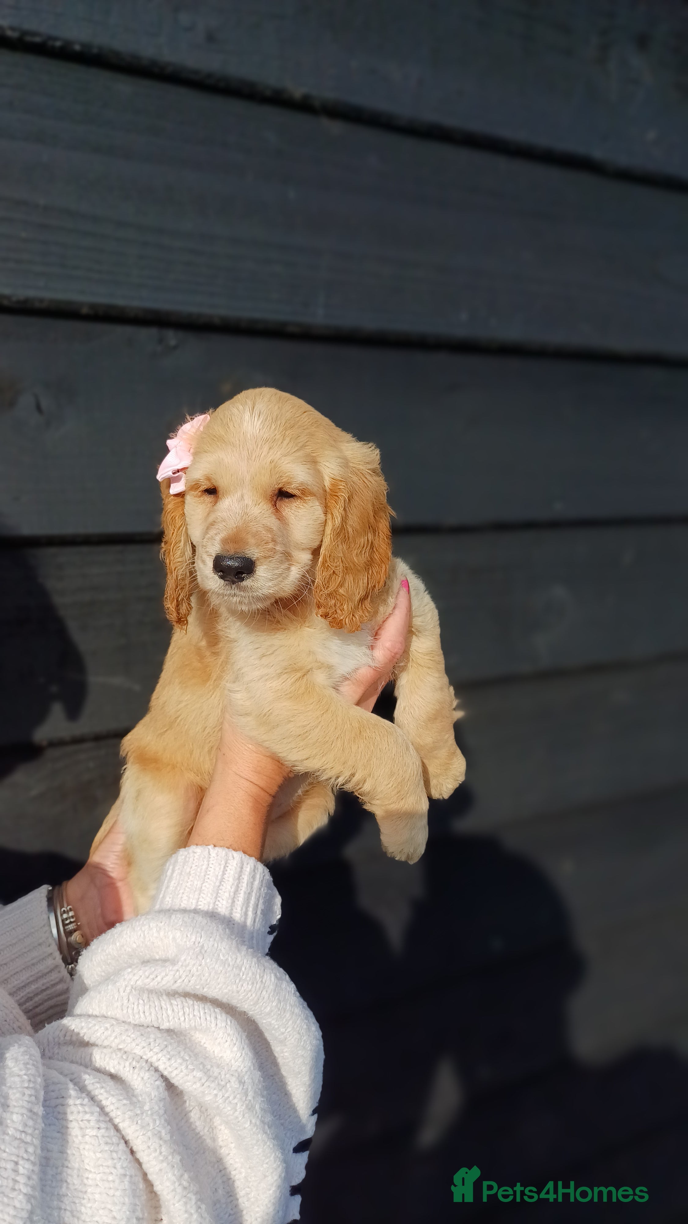 Cockapoo dogs Cockapoo Puppies Colchester - Advert 2