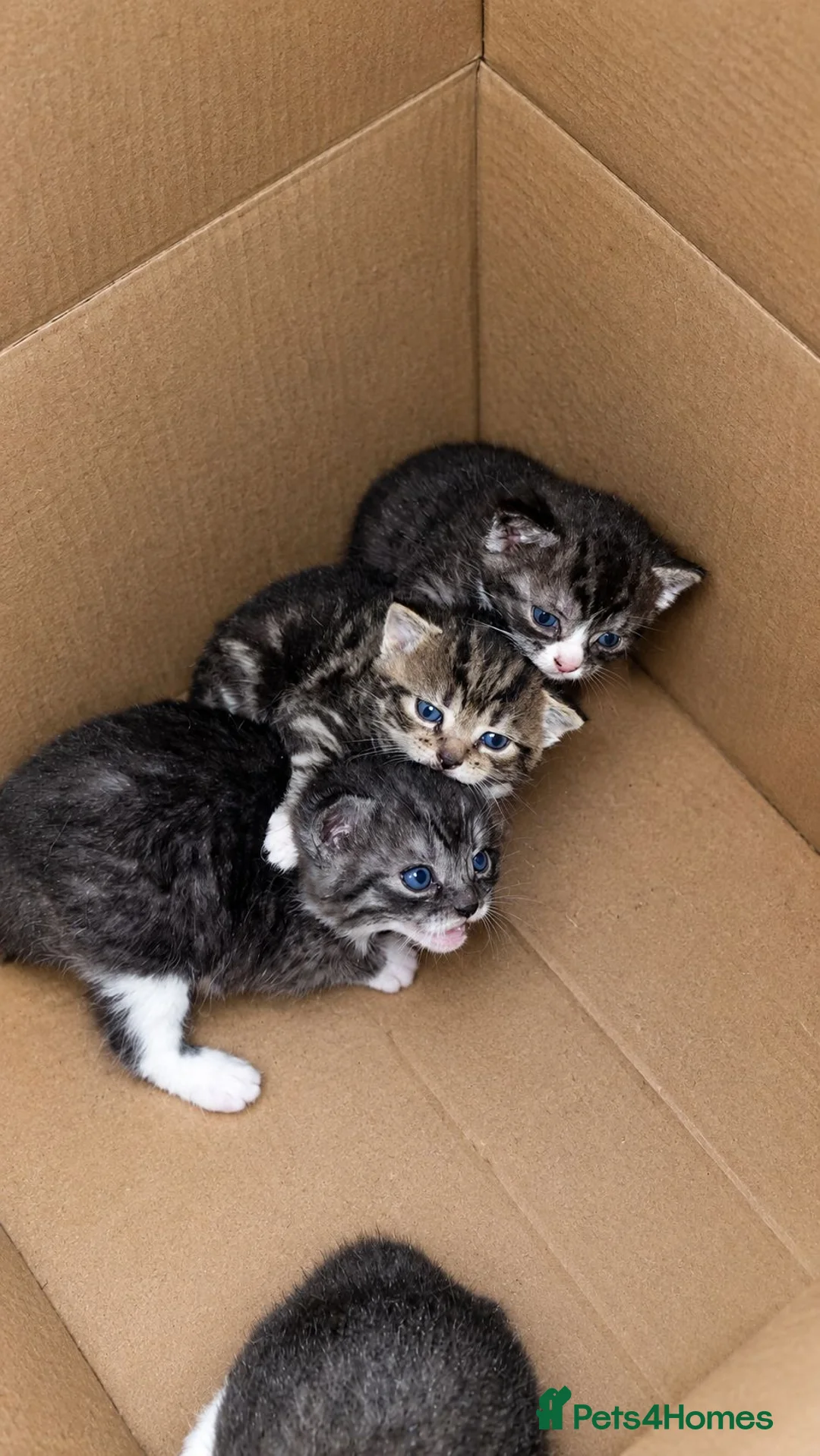 British Shorthair cats for sale: 4 Gorgeous Kittens in Worcester - Advert 4