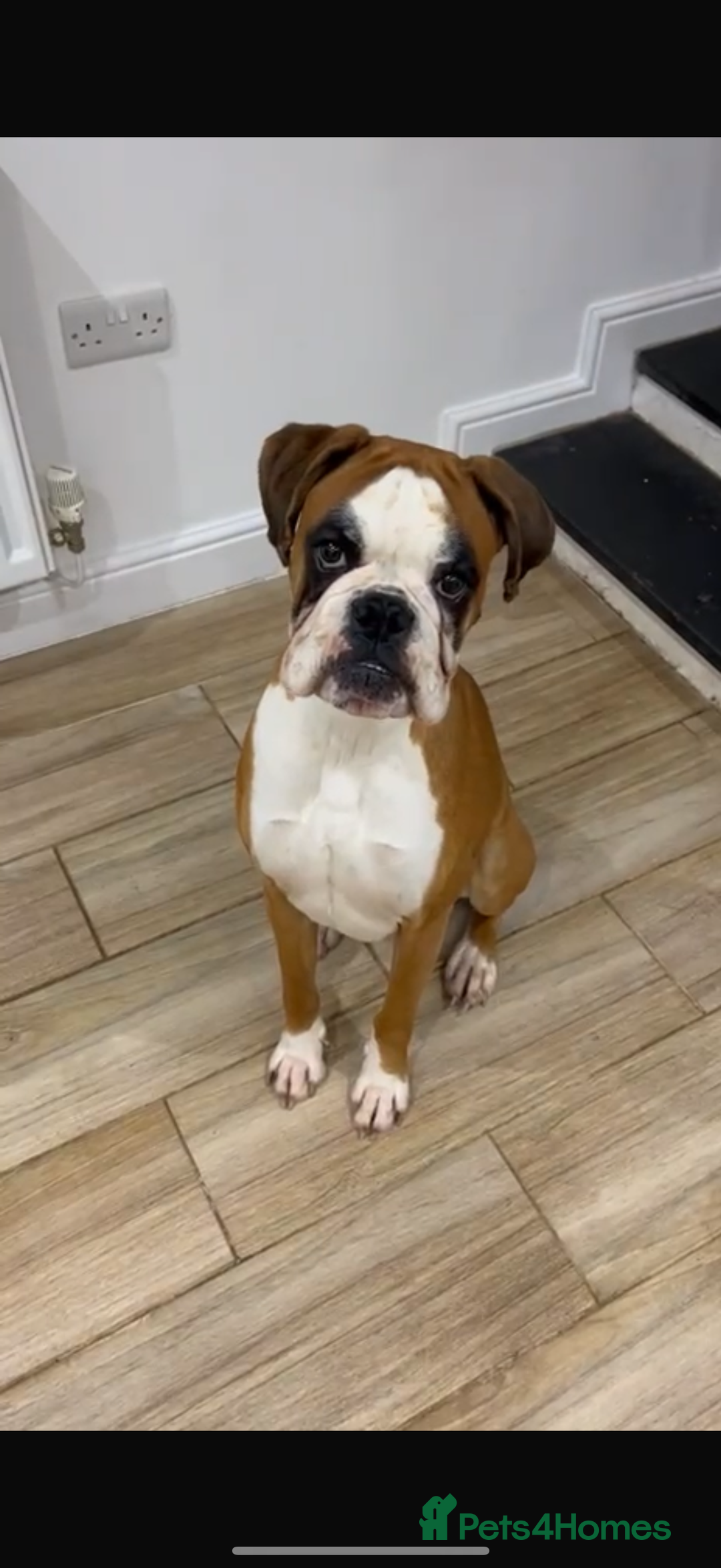 Boxer dogs for sale: STUNNING PEDIGREE BOXERS!x - Image 10