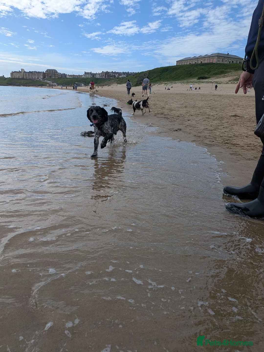 Sprocker dogs for stud: Blue roan Sprocker male for stud - Advert 6