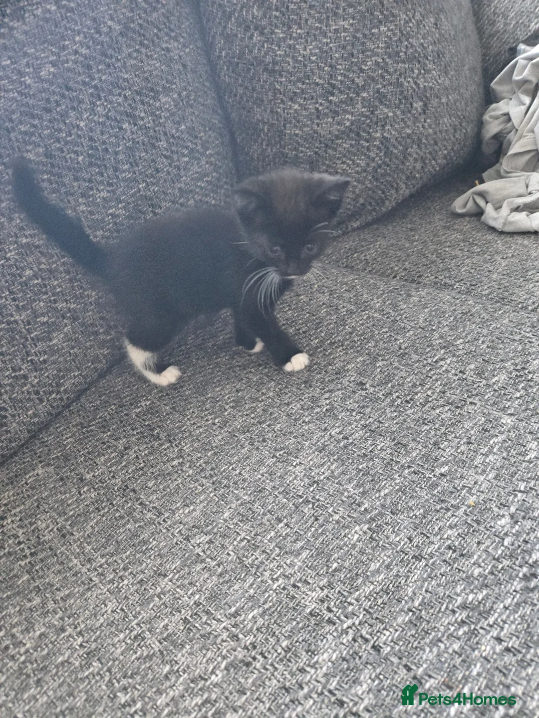 Mixed Breed cats for sale: Cross breed kittens in Maidstone - Advert 2