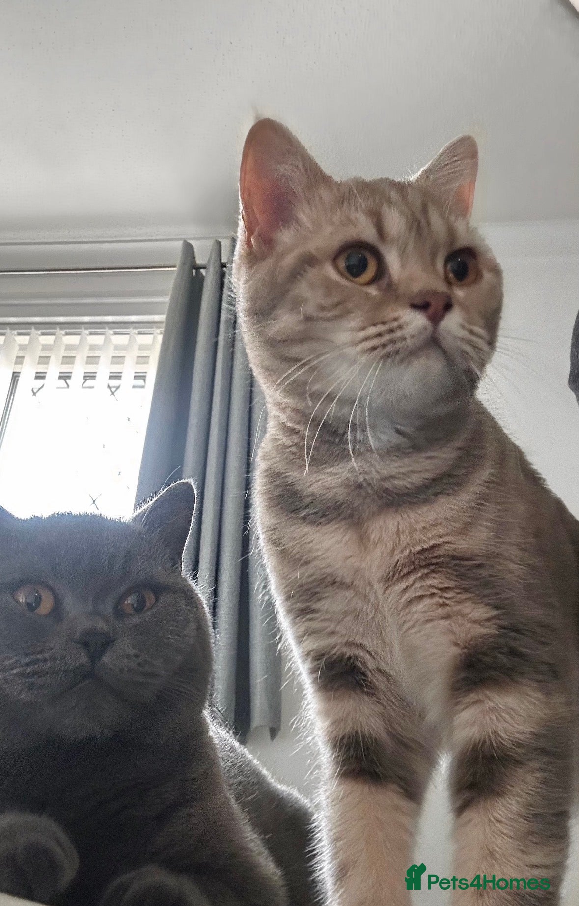 British Shorthair cats Bonded pair looking for a new home - Advert 1
