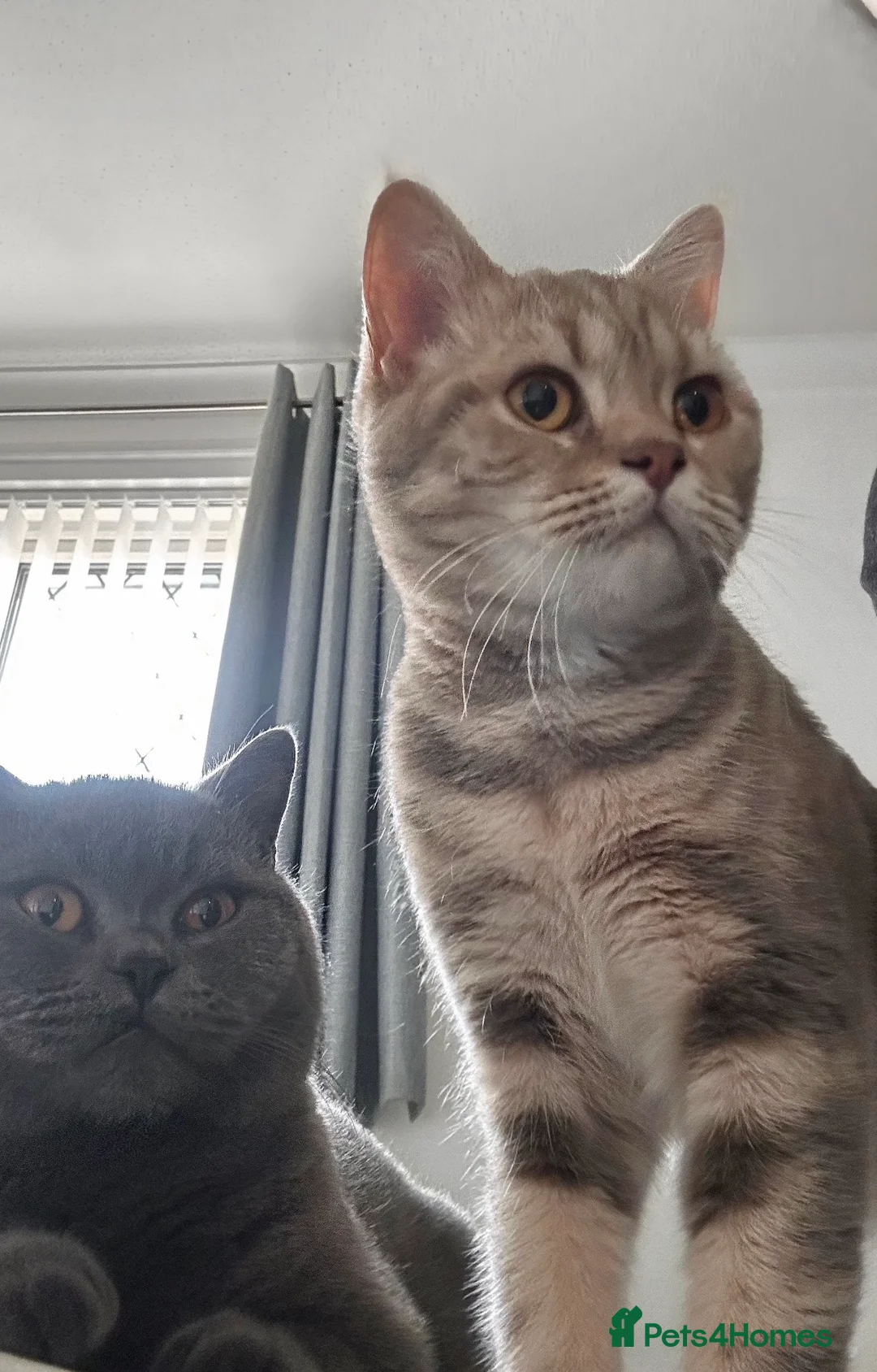 British Shorthair cats for sale: Bonded pair looking for a new home - Advert 1