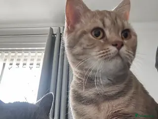 British Shorthair cats Bonded pair looking for a new home - Advert 1