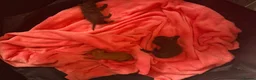 Toy Poodle dogs for sale: Stunning pure bred toy poodle pups  - Advert 6