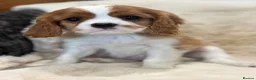 Cavalier King Charles Spaniel dogs for sale: Extensively health tested cavalier pups  - Advert 15