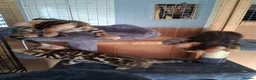 Bengal cats for sale: Bengal Kittens  - Advert 9