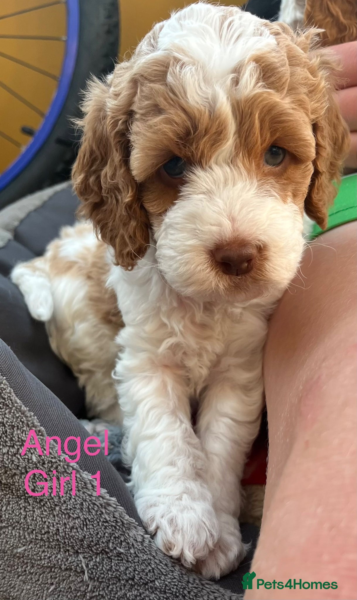 Cockapoo dogs 🔥F1b Cockapoo Pups-Parti Colours-Ready 16th May - Advert 1