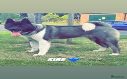 Akita dogs for sale: Beautiful KC Registered American Akita Puppies - Image 16